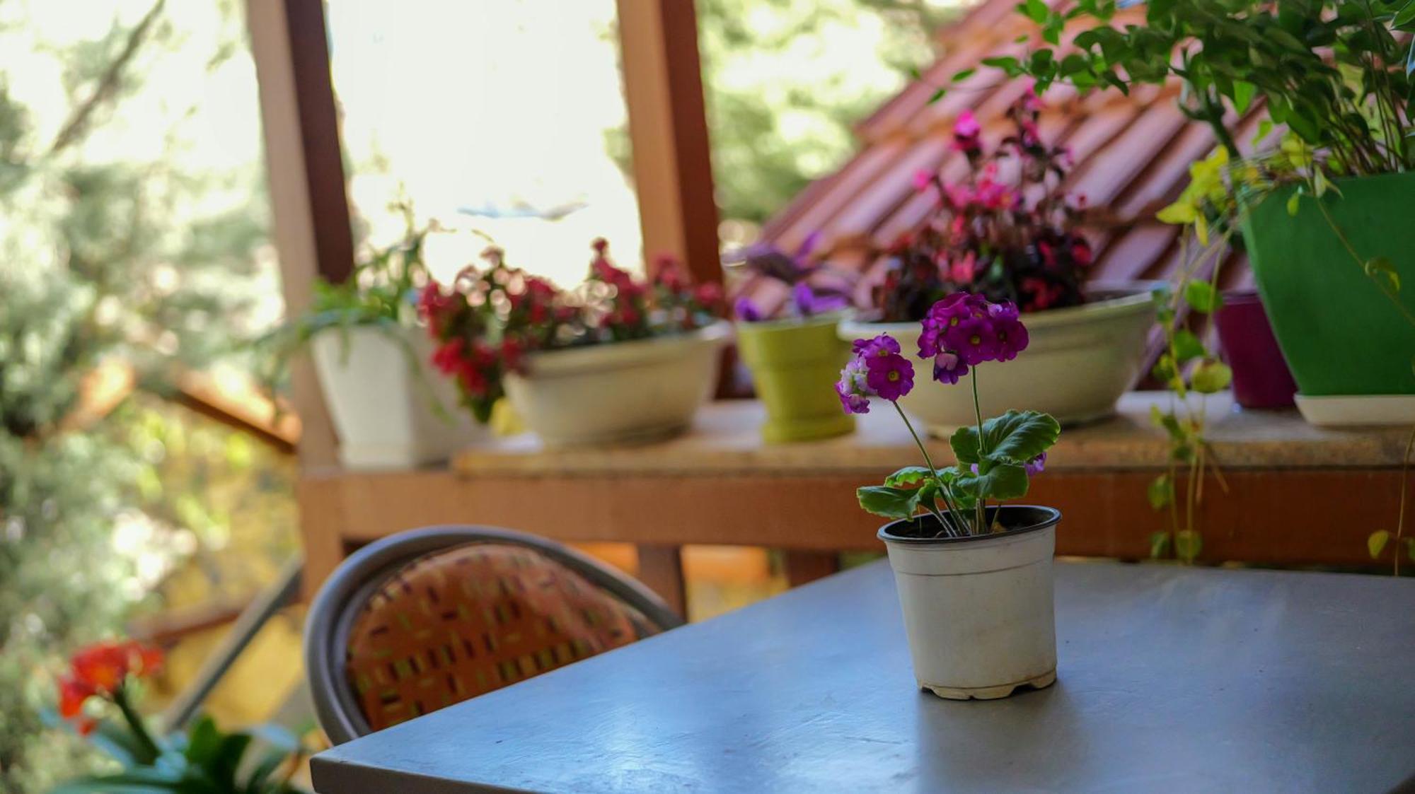 Shkodra Guest House & Trips Экстерьер фото